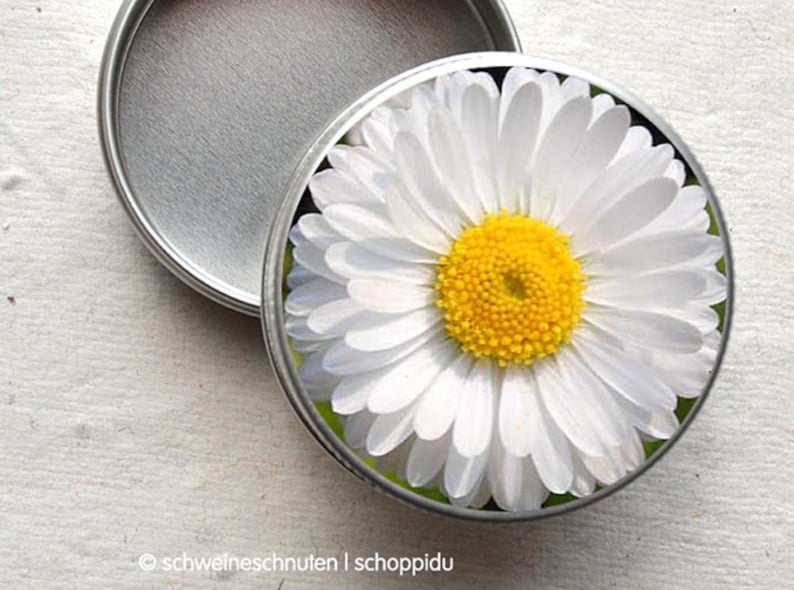 Minidose Daisies image 1