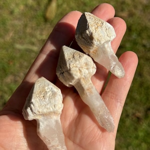 May include: Three raw quartz crystal points with a natural, rough, beige matrix. The crystals are held in a hand, with a blurred green background. The quartz points have a clear, transparent appearance.