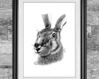 Hare Rabbit pencil drawing art print