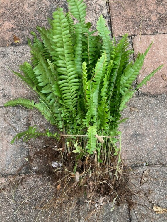 Lot of 30 Live Boston Fern Plants w roots Air Purifying Plant Etsy