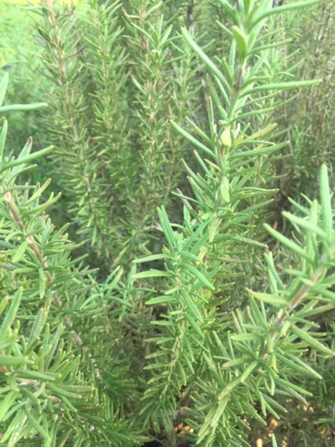 Rosemary Live Plant Herb Garden Organic 910 tall Ships Etsy