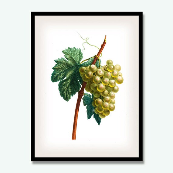 Grappe De Raisins Blancs Imprimer Impression Vin Raisin Art Etsy
