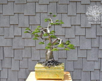 Unique and artistic cremation urn. Shaped Bonsai Style (Moyogi) Sculpture Named The Tall Trees, Now You Touch The Sky.