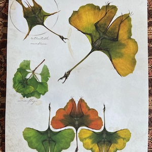 Ginkgo leaf Dragon / Fantasy dragon art print 8.5x11