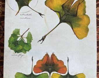 May include: A close-up of a scientific illustration of a creature with a retractable membrane, camouflage, and color dimorphism. The creature is depicted as a flying animal with wings that resemble leaves. The illustration is labeled with the terms "retractable membrane", "camouflage", and "color dimorphism".