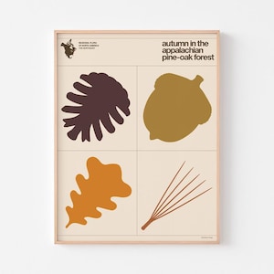 Pôster com Flora de Outono da Floresta Apalache | Gráfico Botânico de Pinheiro e Carvalho | Arte Moderna Americana de Meados do Século Enzo Mari | 20-40% DE DESCONTO + FRETE GRÁTIS