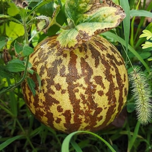 Peut inclure: Un melon jaune et brun avec un motif marbré. Le melon pousse sur une vigne avec des feuilles vertes.