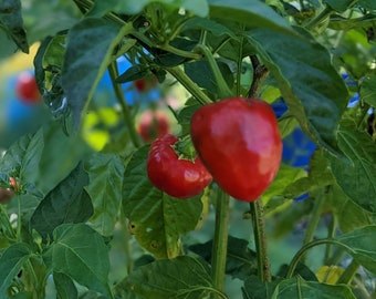 Organically Grown Malawi Piquante Pepper Seeds ~ Organically Grown Seeds ~ Hot & Sweet Pepper ~ Heirloom Seeds