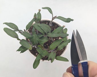 60er Jahre Vintage Gartenschere