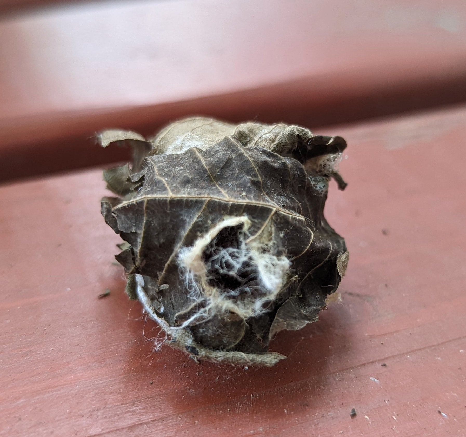 Eclosed (EMPTY) Luna Moth Cocoons ~ Actias Luna - Etsy