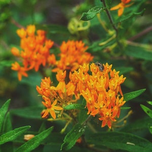 Könnte beinhalten: Eine Biene bestäubt einen Blütenstand aus leuchtend orangefarbenen Schmetterlingsblumen. Die Blüten stehen in voller Blüte und haben eine zarte, komplizierte Struktur. Der Hintergrund ist ein verschwommener grüner Blätterteppich.