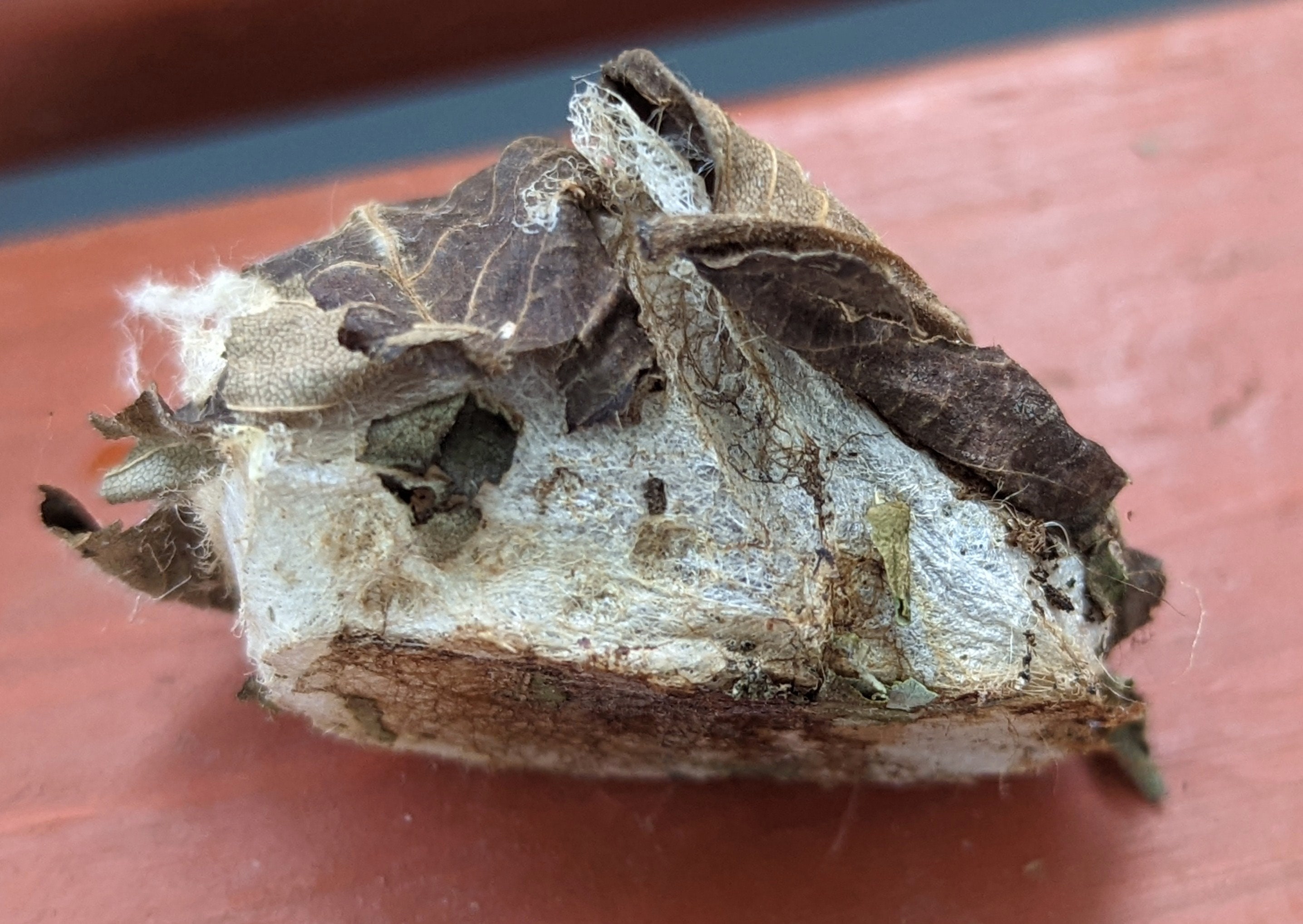 Eclosed (EMPTY) Luna Moth Cocoons ~ Actias Luna - Etsy