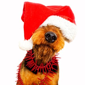 Weihnachten Hund Airedale Terrier Weihnachtsmann Welsh Irish Lakelend Fox Terrier Grußkarte Karte Weihnachtskarte
