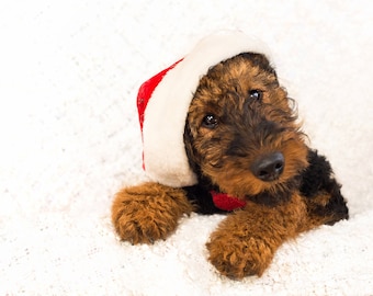 Weihnachten Weihnachtskarte Karte Grußkarte Airedale Terrier Welpe Welsh Terrier