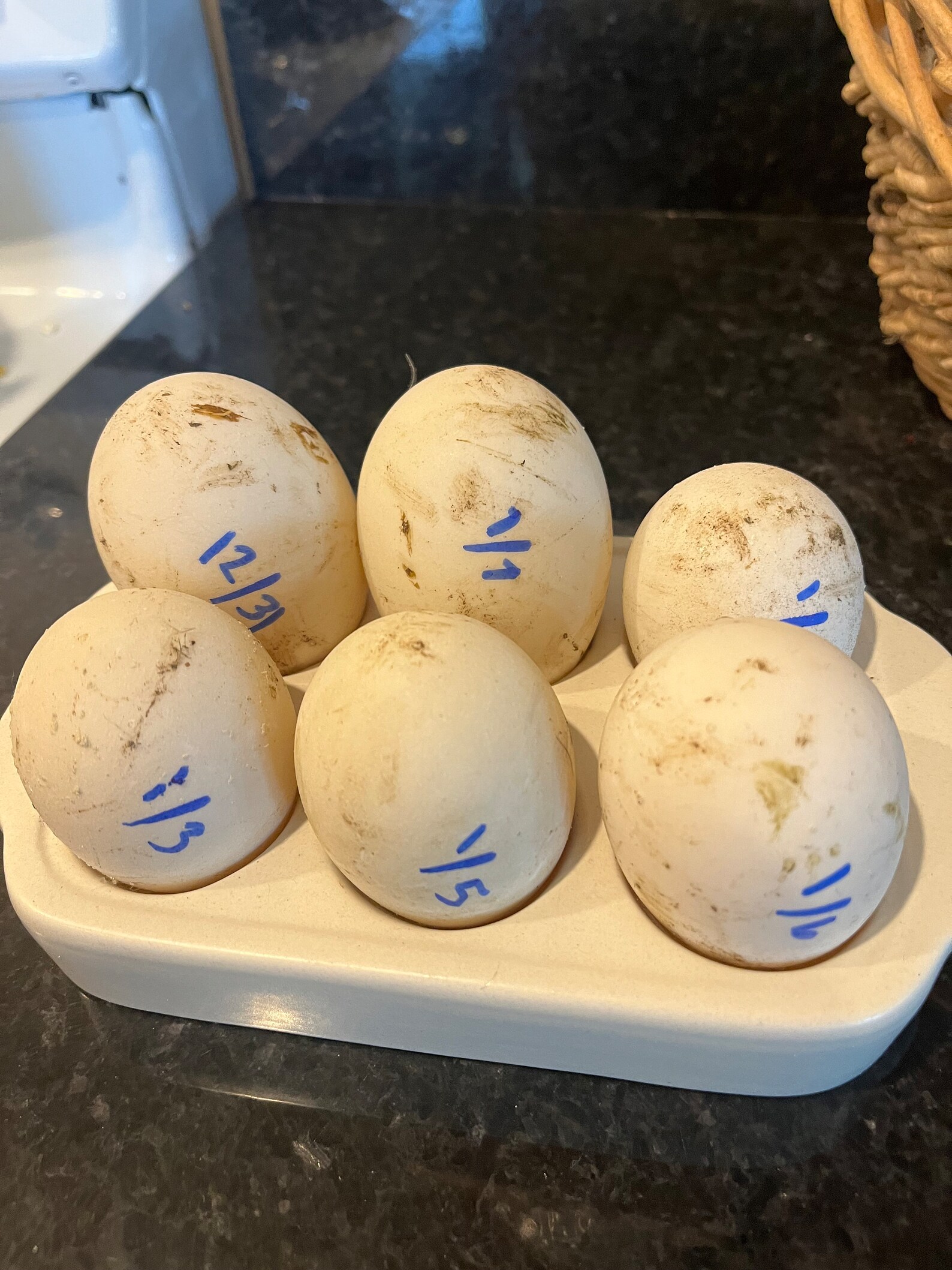 Fertilized Duck Eggs 4 Etsy