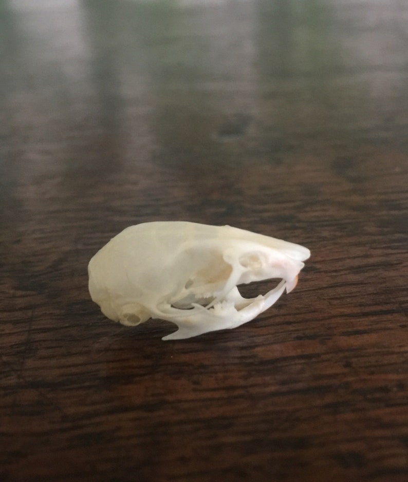Real Mouse Skull Taxidermy Natural History Curiosity Etsy