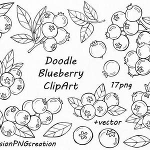 Doodle clipart myrtille, clipart floral numérique, clipart branches, png, vecteur, baies, fond transparent, usage personnel et commercial