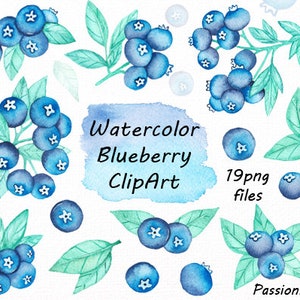 Watercolor Blueberry Clipart: Floral PNG Set (Digital Download)