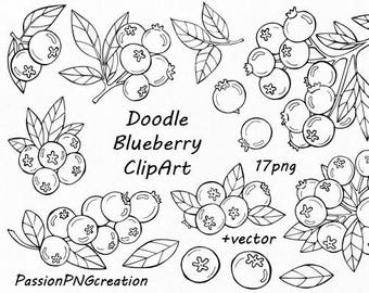 Doodle blueberry clipart, Digital floral clip art, Branches Clipart, png, vector, berry, transparent background, Personal and Commercial Use