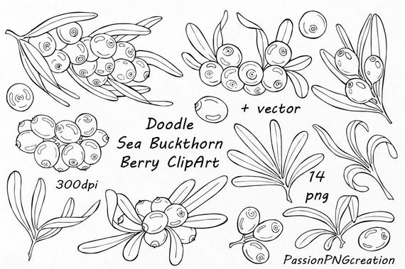 Doodle Sea Buckthorn Berry Clipart Digital Floral Clip Art Etsy