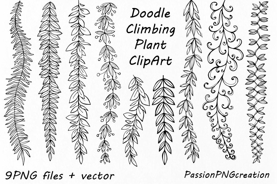 Doodle Climbing Plant Clipart: Hand-drawn Herbs (PNG, Vector) - Etsy