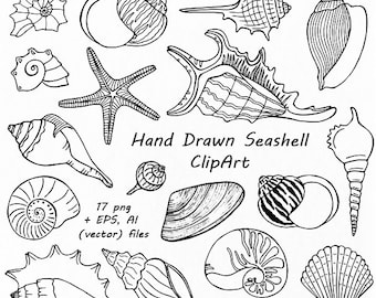 Hand Drawn Seashell Clipart, Shell clip art, Digital Stamps,Summer Beach, PNG, EPS, AI, Vector clipart, For Personal and Commercial Use