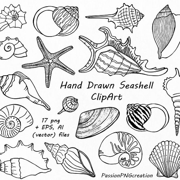 Hand Drawn Seashell Clipart, Shell clip art, Digital Stamps,Summer Beach, PNG, EPS, AI, Vector clipart, For Personal and Commercial Use