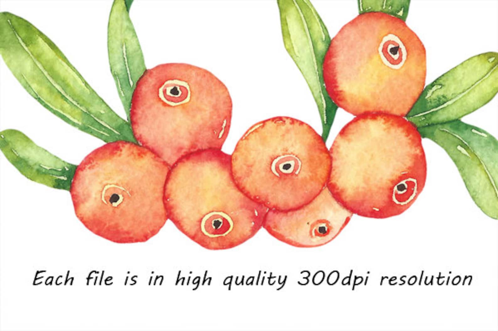 Watercolor Sea Buckthorn Berry Clipart Digital Berry Clip - Etsy