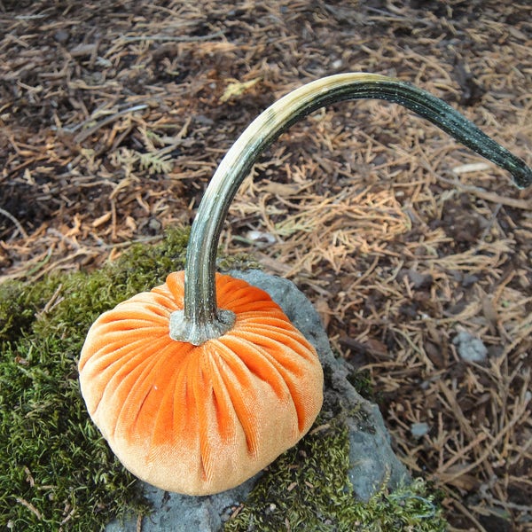 Dried Pumpkin Stem - Shop Online - Etsy