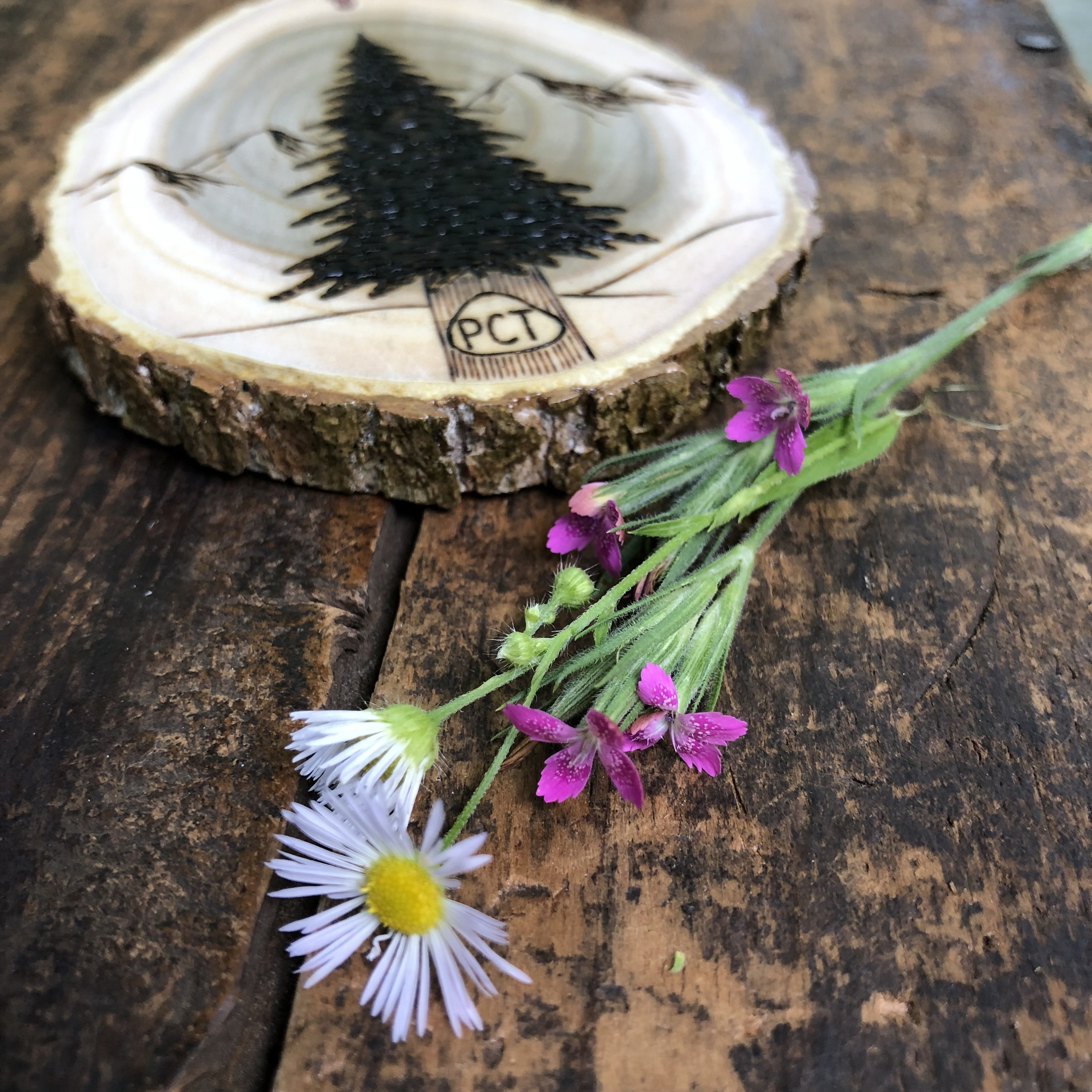 Pacific Crest Trail Wood Burned Pine Tree Mountain Scene Wood Slice ...