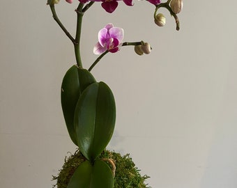 Three pieces…Kokedama orchid Toronto, preserved moss plant, moss ball plant , house plant,  phaelenopsis. Toronto and area only