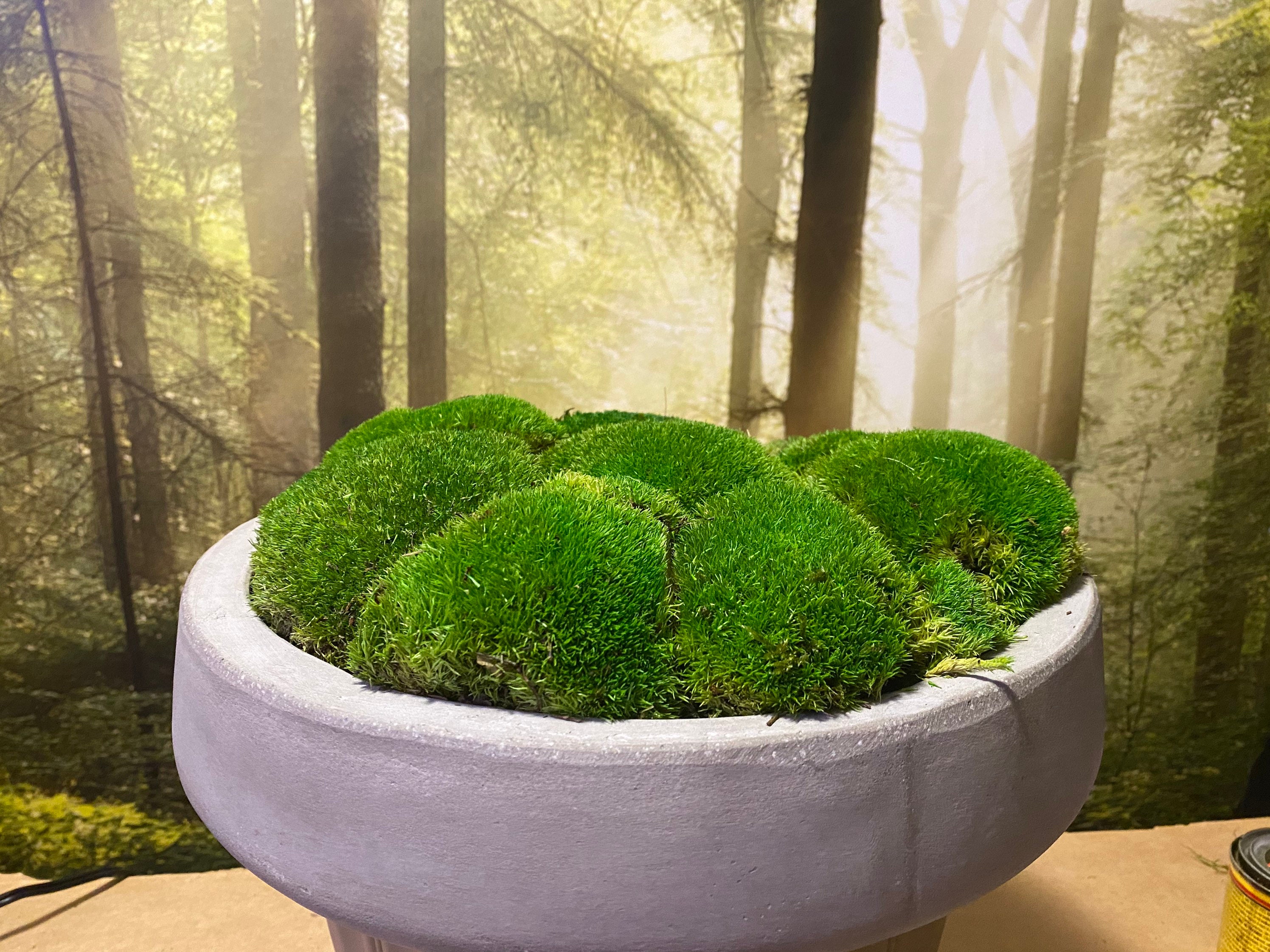 2. Tranquil Tranquility: A Serene Moss Bowl For Your Space