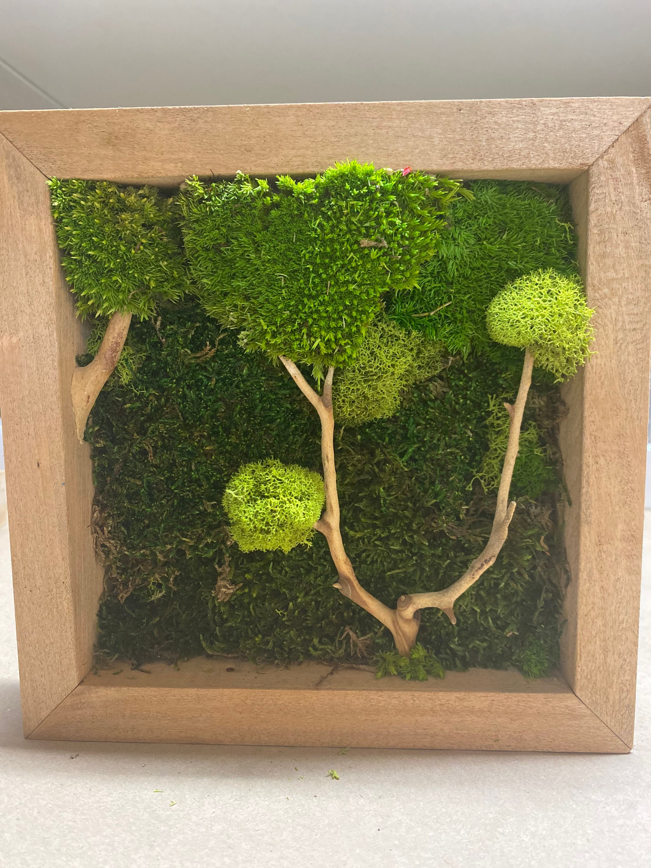 Reindeer Moss/decorative Moss/greenery/decor Ideas/green Bawl Filler/moss  Decoration/green Table Decor/home Decor 
