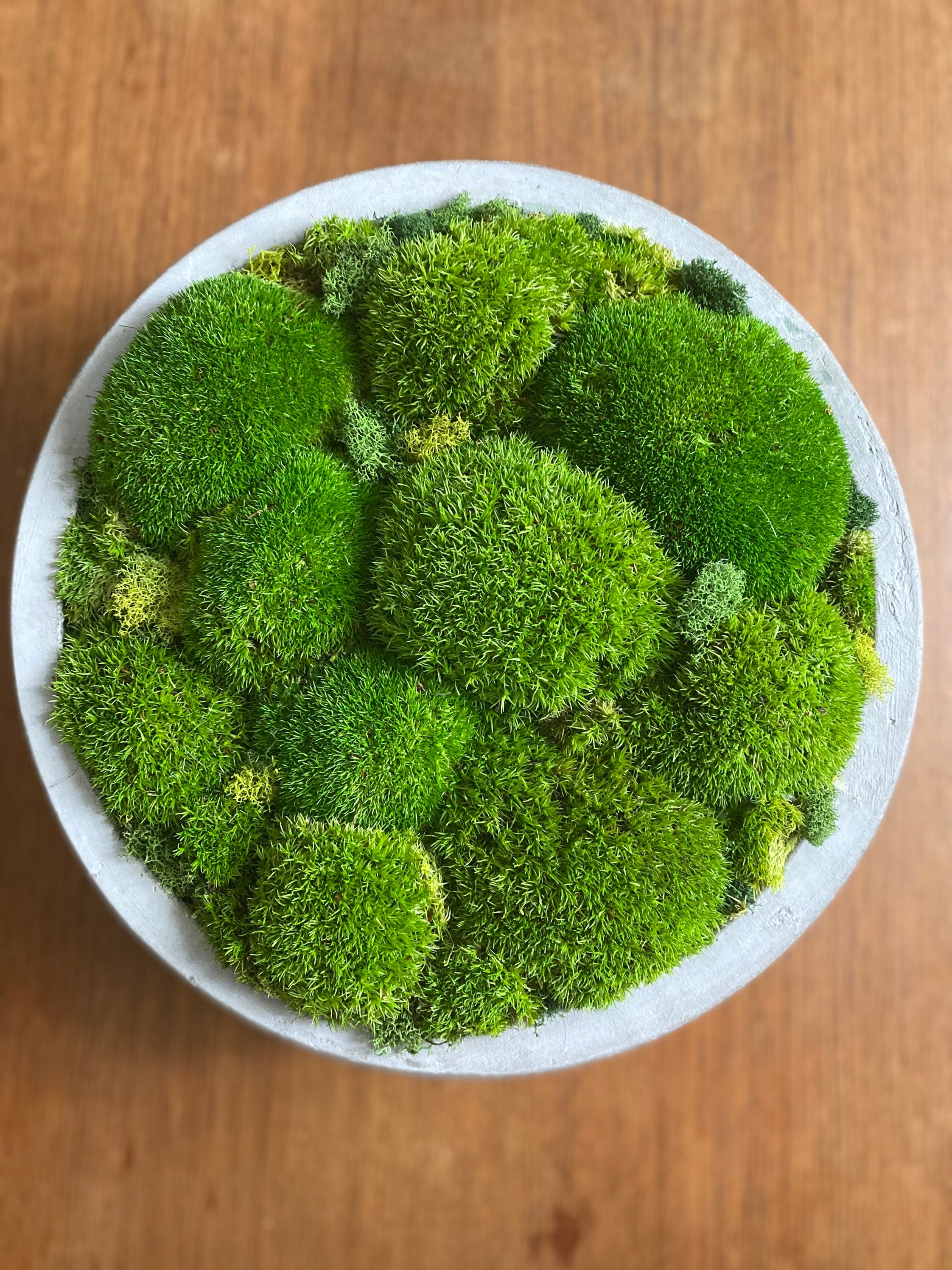 8. Verdant Glow: A Moss Bowl To Illuminate Your Home