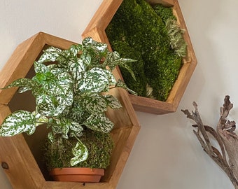 MOSS Wall art