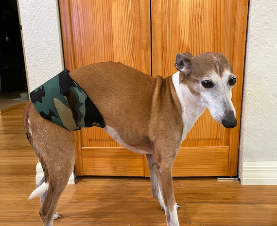 Italian greyhound store diapers
