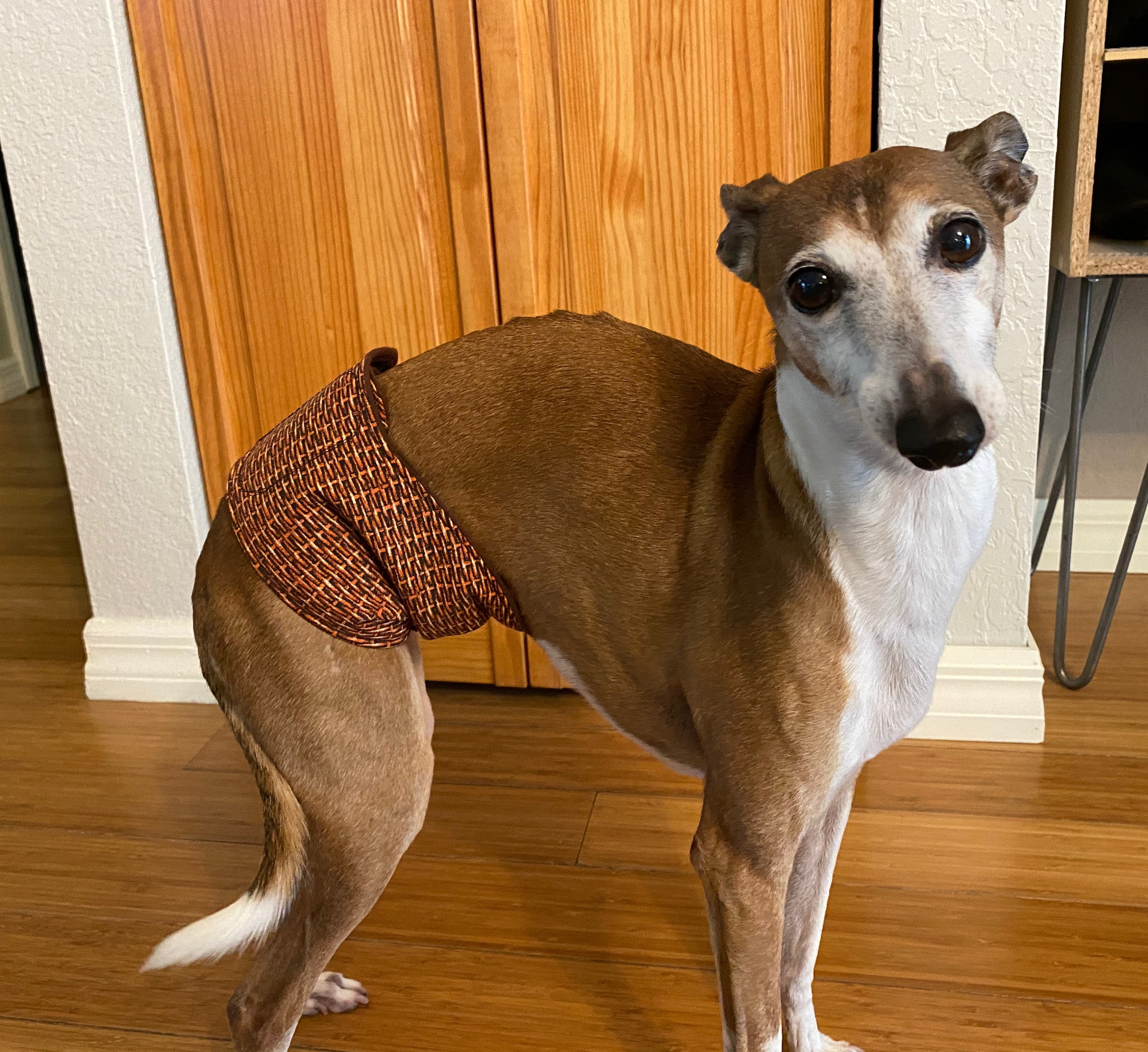 Greyhound diapers hotsell