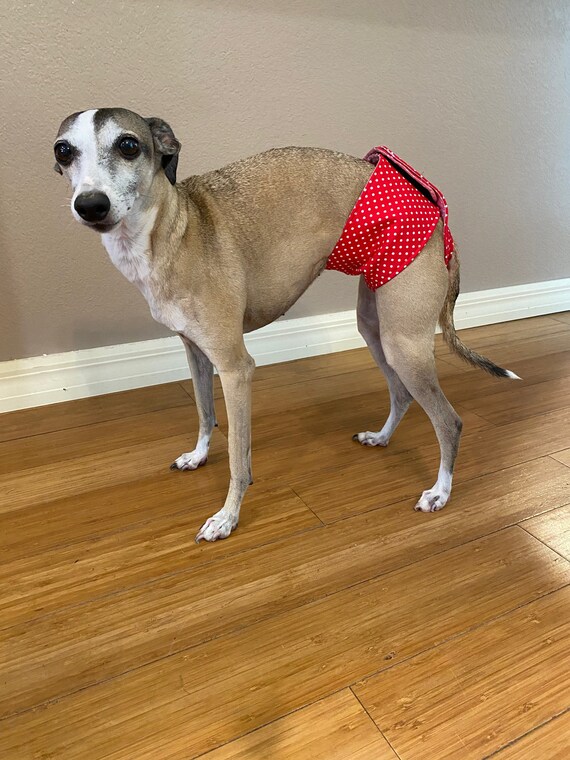 Greyhounds Pants Greyhounds Pants