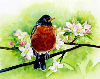 Robin & Apple Blossoms: watercolor painting by Robin Maxon, art print, Robin, Spring Bird, bird prints, spring birds,