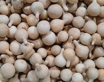 20 Dried & Cleaned Tennessee Spinner Gourds 1.5 to 2.5 Inches Long CRAFT READY!!