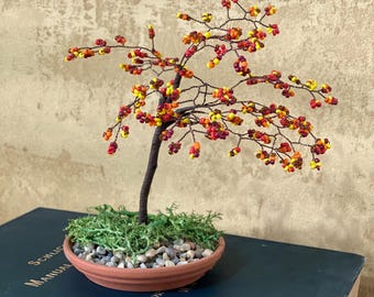 dragon tree house plant Dracaena Marginata For Sale (Dragon Tree) With Care Guide main image 1