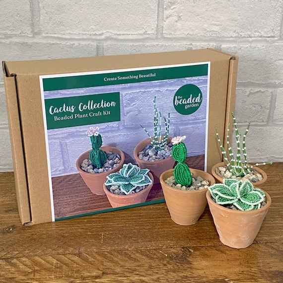plant calathea Calathea Makoyana – Peacock Plant
