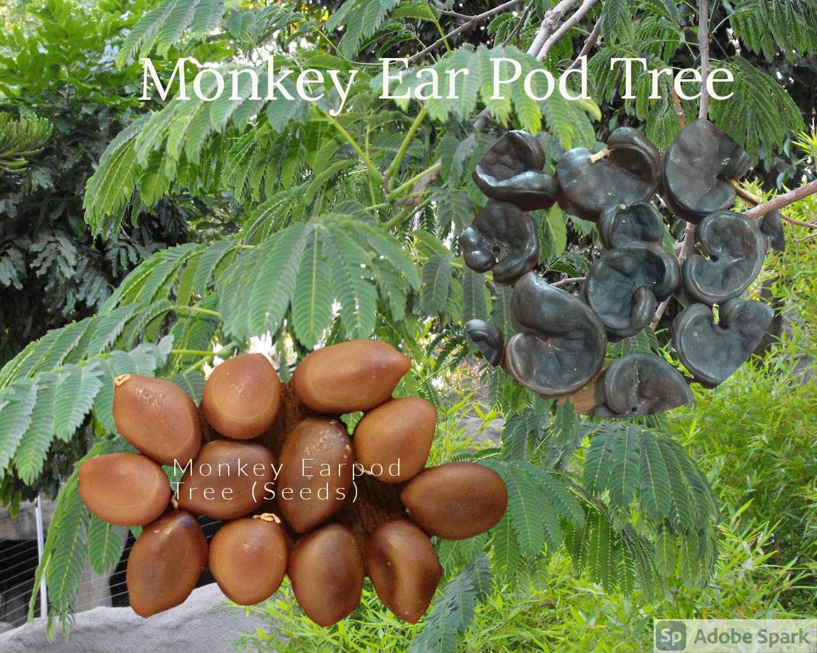 Monkey Ear Tree Seeds removed from seed pod | Etsy