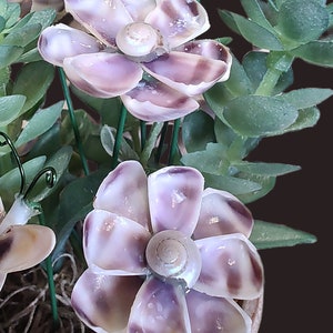 Purple Coquina Shell Flowers with Round Snail Center: Coastal Decor, Set of 5