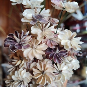 3-Petite Pinwheel Coquina Shell Flowers, 15 Shells with Snail in Center