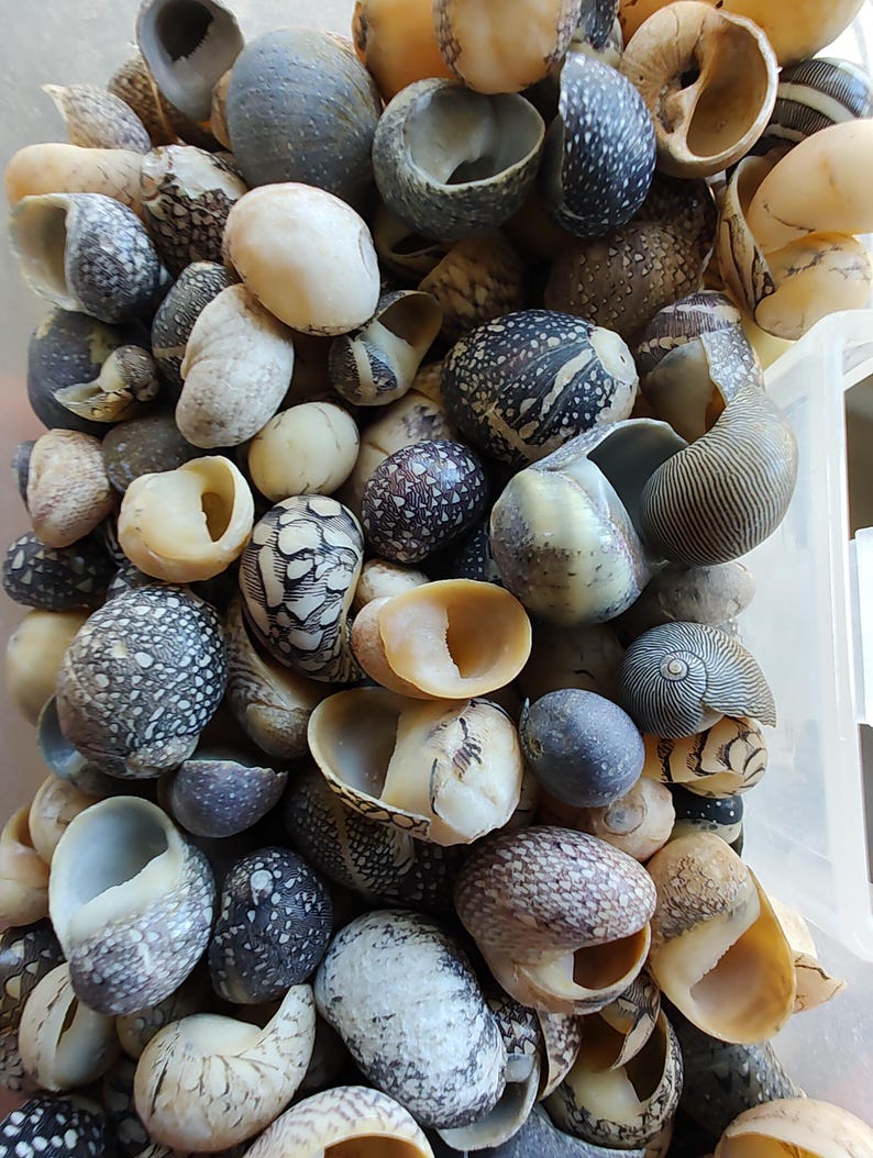 Shell Flowers, Soft Yellow Spring/fall Colors, Coastal Decor: Set of 5 ...