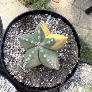 May include: A five-pointed star-shaped Astrophytum myriostigma cactus with variegated green and yellow skin, featuring small white woolly areoles along its ridges, planted in a black circular pot filled with dark soil and white perlite.