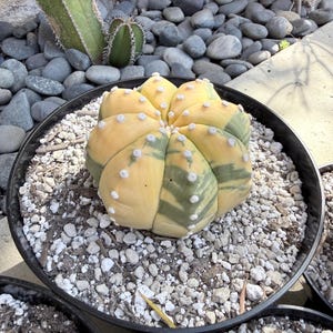 May include: A round, variegated Astrophytum cactus with prominent ribs and small white woolly areoles. The plant features a distinct color pattern of pale yellow and muted green segments, potted in a black container filled with white gravel.