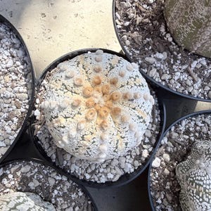 May include: A round, globe-shaped Astrophytum asterias cactus with a pale green body covered in white, speckled patterns and distinct ribs. The top features a cluster of soft, light brown, fuzzy areoles arranged in a radial pattern.