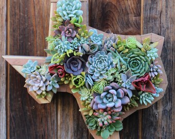 Texas State Succulent Living Creations™ Hanging Planter